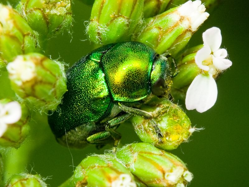Cryptocephalus (Cryptocephalus) sericeus (Linnaeus, 1758)
